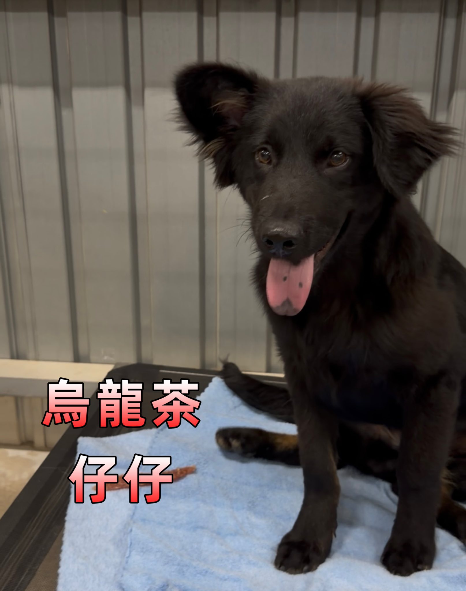 烏龍茶